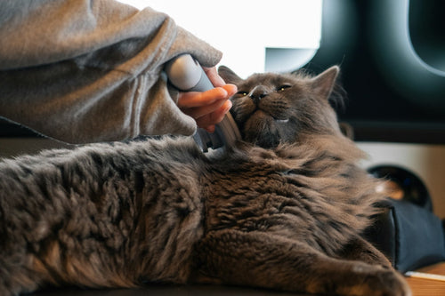Cat enjoying gentle grooming