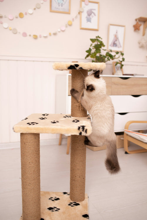 Cat exploring a climbing perch at home