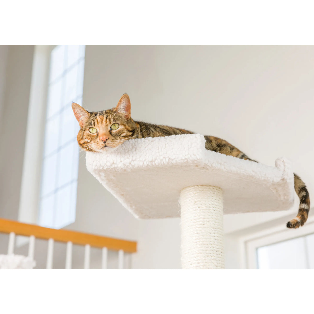 Real Wood B8201 Classic Ivory Cat Tree Multi Levels W Ramp