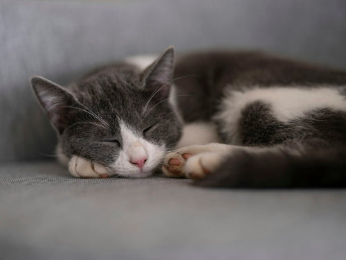 Cat sleeping comfortably on a sofa