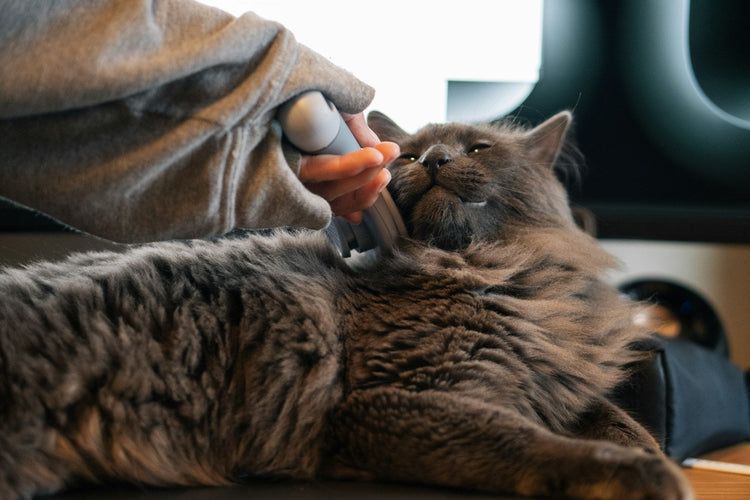 Cat enjoying gentle grooming
