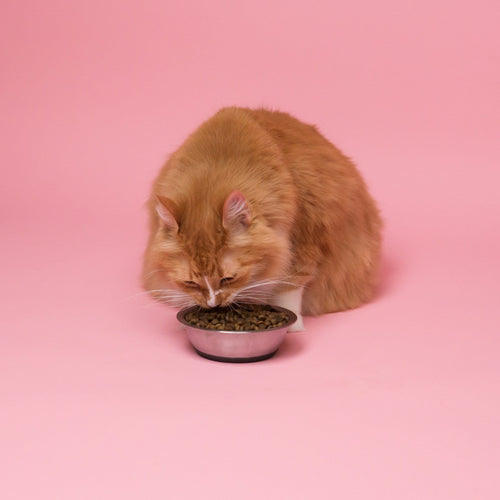 Cat enjoying a meal