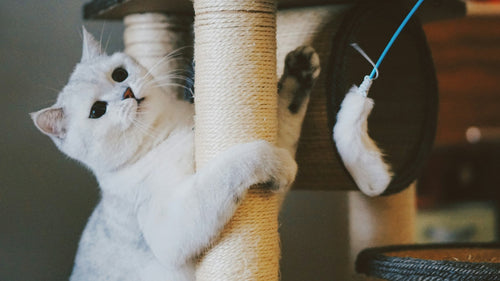 Cat stretching and scratching