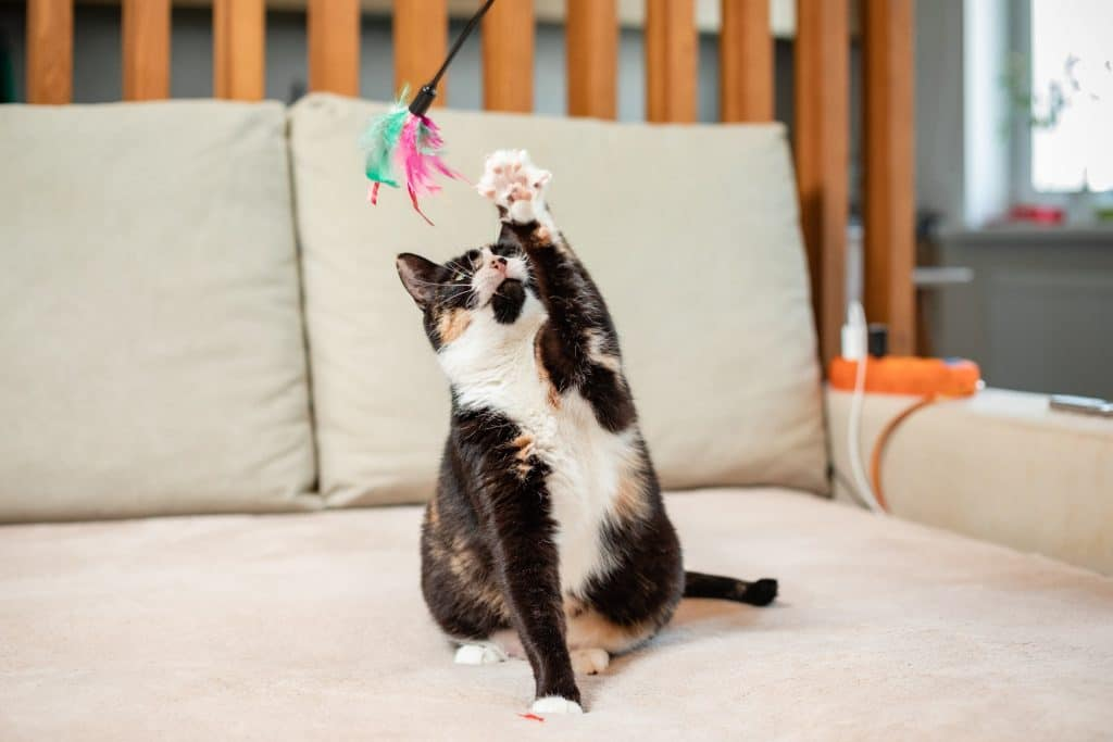 Calico cat playing with a feather toy on a cozy sofa